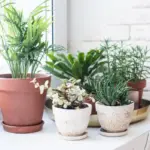 fertilizar suas plantas domesticas