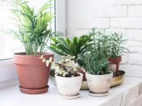fertilizar suas plantas domesticas