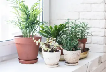 fertilizar suas plantas domesticas