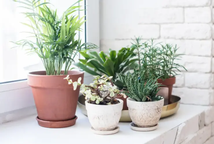 fertilizar suas plantas domesticas
