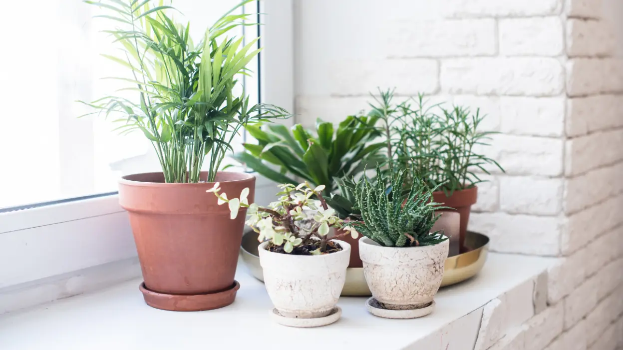 fertilizar suas plantas domesticas