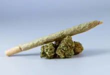 Pineapple Express: a strain que virou ícone da cultura canábica 8 manconha pineapple